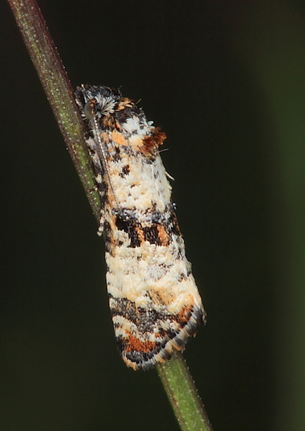 Tortricidae - Hysterophora maculosana